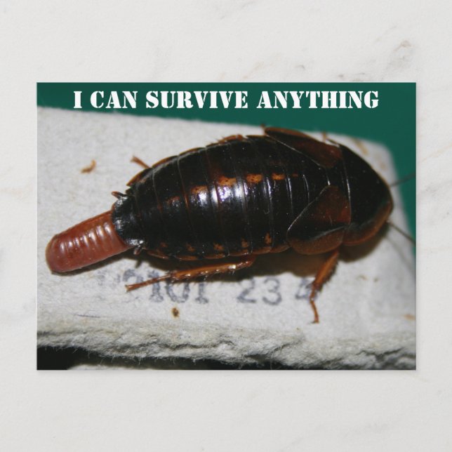 Survive Anything, Cockroach with egg sac Postcard (Front)