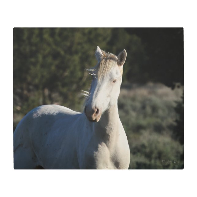 Survivor ~ Icon Cremello Mustang of Steens  Metal Print (Front)