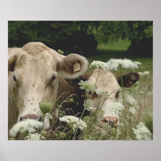 Suspicious Cows Poster (Front)