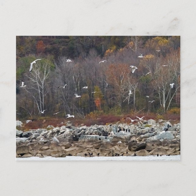 Susquehanna River Shoreline Postcard (Front)