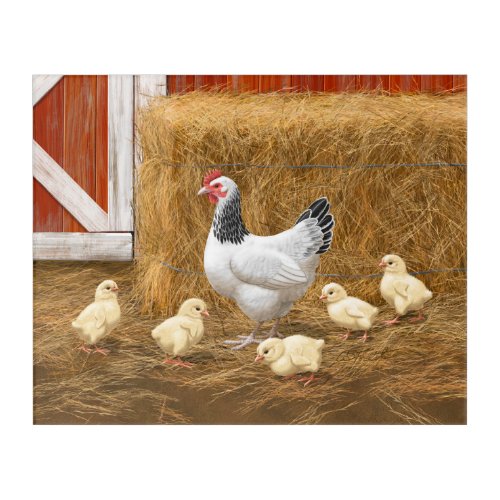 Sussex Chicken Mama Hen and Chicks Acrylic Print