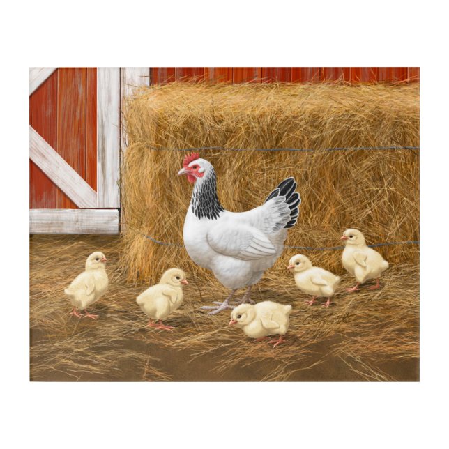 Sussex Chicken Mama Hen and Chicks Acrylic Print (Front)