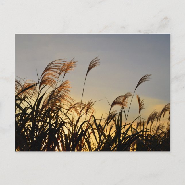 Susuki (Japanese pampas grass) Postcard (Front)