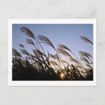 Susuki (Silver Grass): Japan Postcard