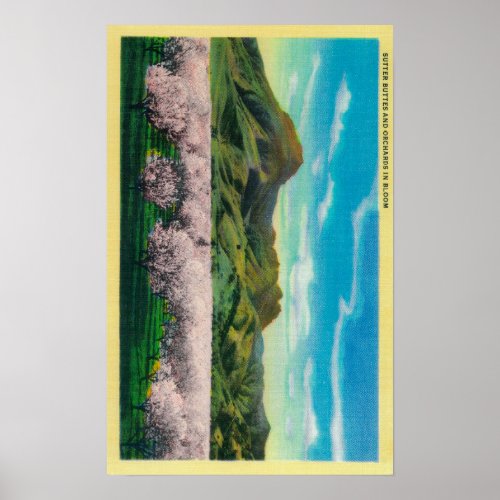 Sutter Buttes and Orchards in Bloom Poster