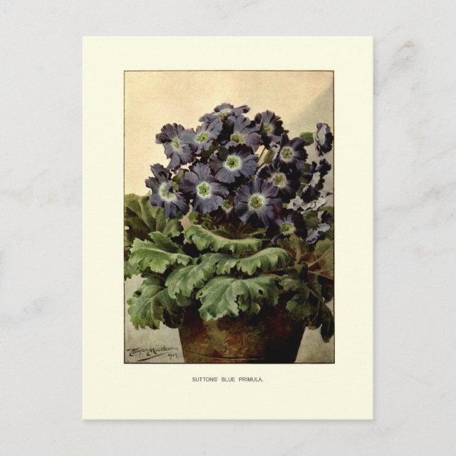 Suttons' blue primula postcard (Front)