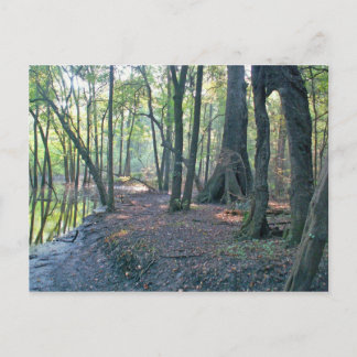 Suwannee River slough Postcard