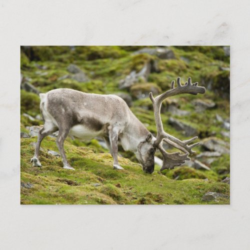 Svalbard reindeer  2 postcard