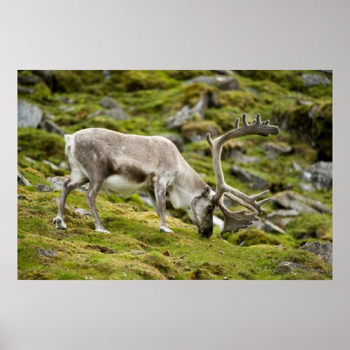 Svalbard reindeer  2 poster