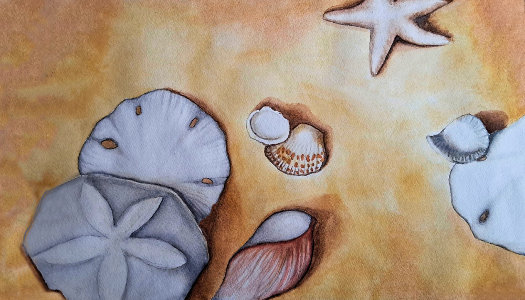 See the Whole Sandy Seashells Collection