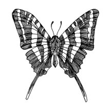 Black & White Zebra Butterfly Ink Drawing
