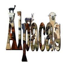 Shimmer and Swing:  Charm of Silver Drop Earrings