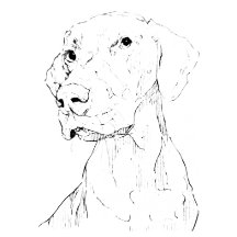 Vizsla Dog Art Collection