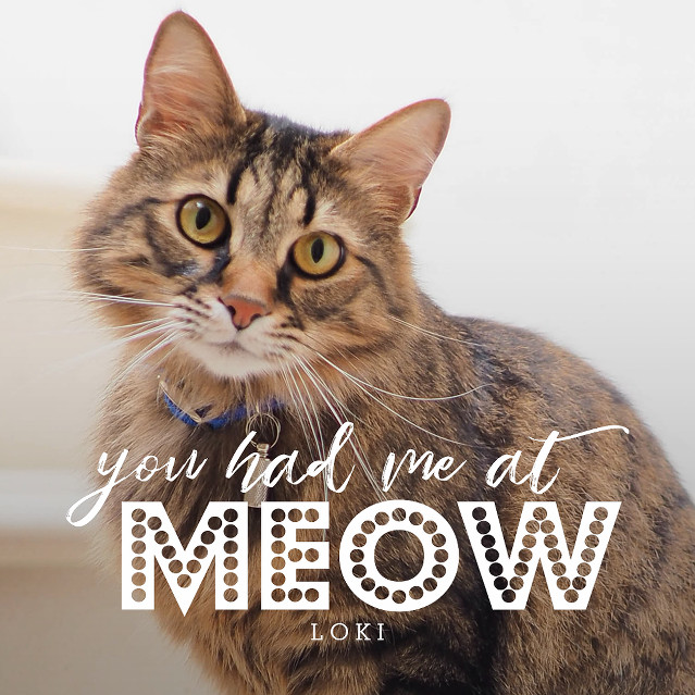 National Love Your Pet Day