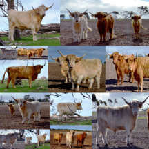 Gift Bags For Special Occasions, Wedding, Birthday