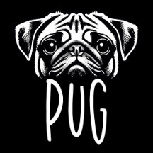 Pug Dog