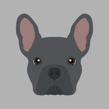 Blue French Bulldog