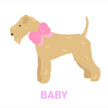Lakeland Terrier BABY