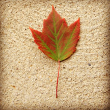 Nature Loves