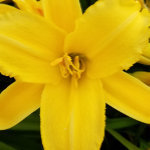 KBE_DAYLILIES_ONLY