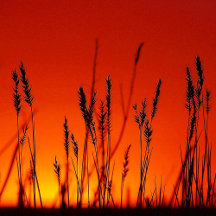 Sunset Silhouette Inspiration Collection