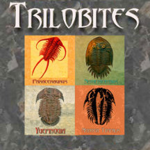 Customizable Trilobite and Ammonite Tees