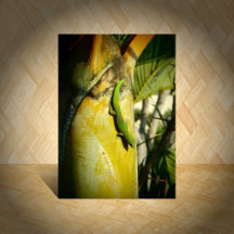 Geckos