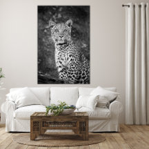 The Safari Expert