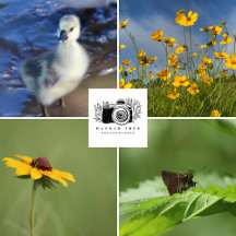 Beautiful Nature Stationary