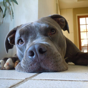 grey red nose pitbull puppies