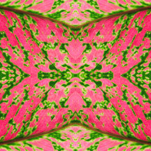 Caladium Collection