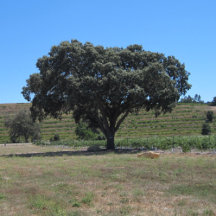Niner Winery Scenes 