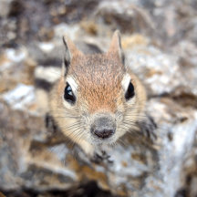 Golden Mantled Ground Squirrel