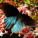 Blue_Black_Butterfly