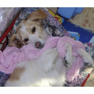 Animals,Cartoon,Characters