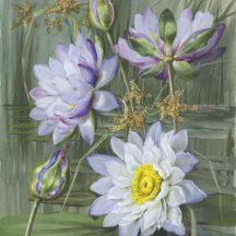 Ellis Rowan Blue White Water Lily