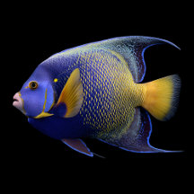 Aquarium Fish