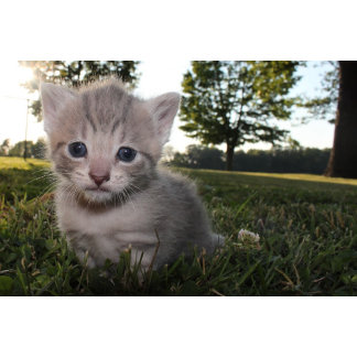 National Wildlife Federation®: Official Merchandise at Zazzle