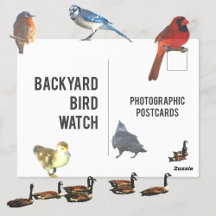 Backyard Bird Watch Photographic Postcards