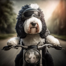 Born to Ride 