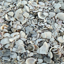 Coastal Seashell Monogram Series