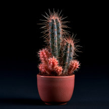Desert Geometry