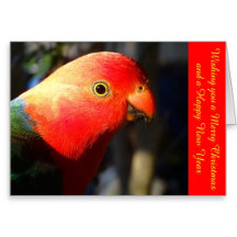 Xmas Cards