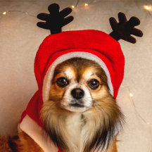 Puppy's First Christmas Ornaments