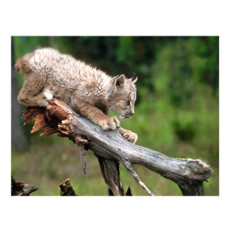 National Wildlife Federation®: Official Merchandise at Zazzle