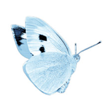 Lifestyle Accessory Accents