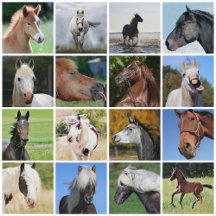 Horses