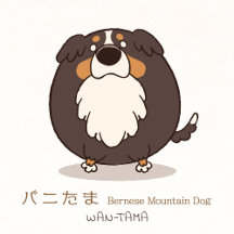バニたま <Bernese mountain dog>