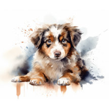 Australian Shepherd