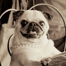 Wild Apple - Officially Licensed Merchandise